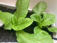 Salat*Zuckerhut*B*2024-10-12*02.jpg