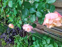 IMG_20241012_095305.webp