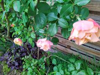 IMG_20241012_095305.jpg