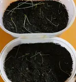 L.perenne_F.arundinacea 14d dunkel.webp