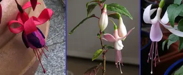 2024FuchSamMuVa.webp