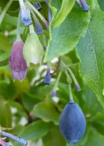 033.webp