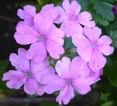031.webp
