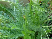 036.webp