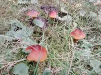 Pilze 2.webp