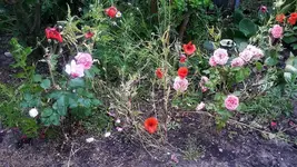 wilde Ecke.webp