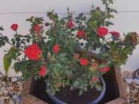 IMG_20200518_081414.webp IMG_20200518_081414.webp