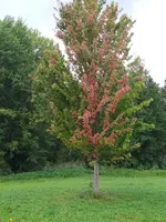 IMG_20231003_145442.webp