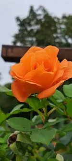 20241018_162413.webp