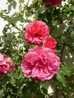 P1020390Rosarium Uettersen.webp