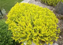 Mauerpfeffer.webp