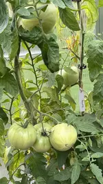 IMG_2884.webp
