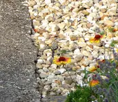 009.webp