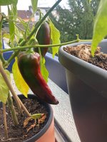 Paprika*Spitzpaprika 'Lipari' 2024-10-10.jpg