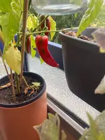 Paprika*Spitzpaprika 'Lipari' 2024-10-20*01.webp