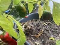 Paprika*Spitzpaprika 'Lipari' 2024-10-20*02.jpg