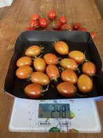 Tomate*Blush Tiger*Ernte*24-10-20.jpg