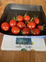 Tomate*Muchacha*Ernte*24-10-20.jpg