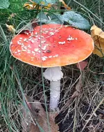 20241020_134501.webp