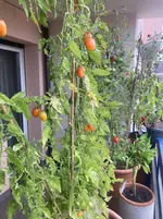 Tomate*Blush Tiger*24-10-20 & Tomate*Muchacha*.webp