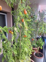 Tomate*Blush Tiger*24-10-20 & Tomate*Muchacha*.jpg