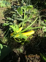 letzte Ernte Zucchini 20.10.2024.webp
