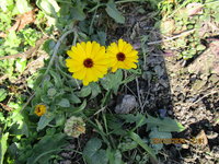 Ringelblumen fürTee 20.10.2024.JPG