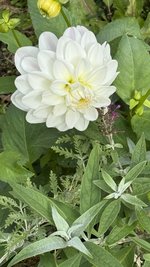 IMG_2791.jpeg