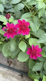 IMG_2787.jpeg