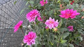 IMG_2261.jpeg