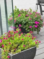 IMG_20241020_144117.webp
