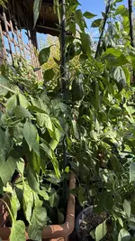 IMG_2977.webp