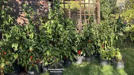 Rankpaprika.webp