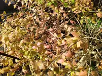 IMG_20241021_132707_1.webp