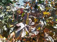IMG_20241021_132629.webp