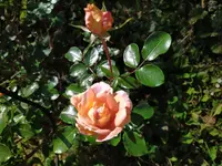 IMG_20241021_132314_1.webp