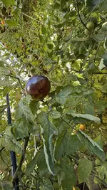 IMG_2957.webp
