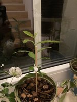IMG_8153.jpeg
