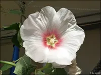 c034.webp