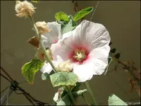c035.webp