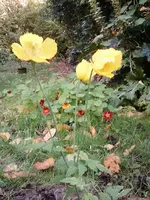 Papaver cambricum.webp
