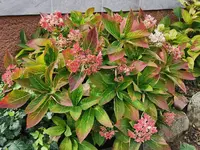 IMG_20241006_123121.webp