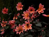 IMG_1393.webp