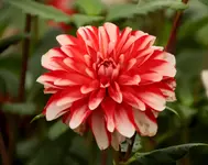 IMG_1385.webp