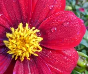009.webp