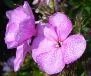 030.webp