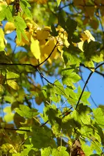 006.webp