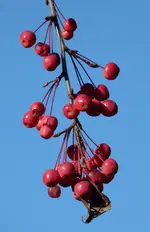 008.webp