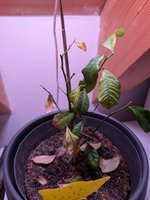 PXL_20241024_185203600.MP.jpg