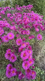 IMG_2595.webp